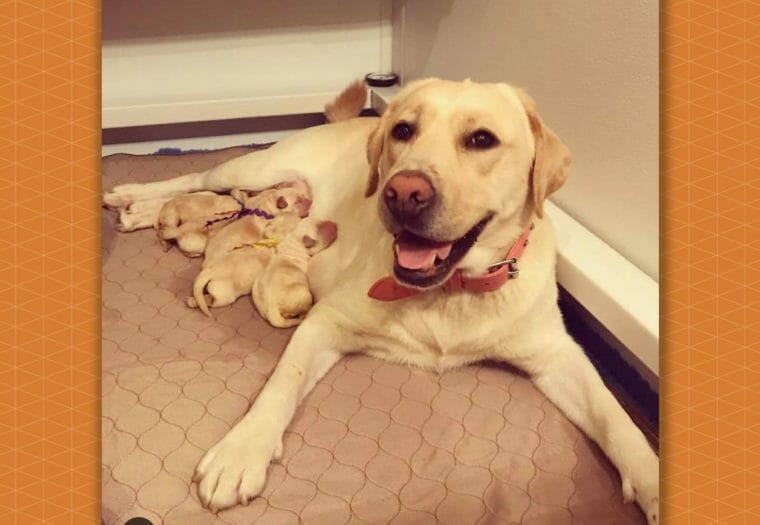 Clara, Arora's Hero Dog